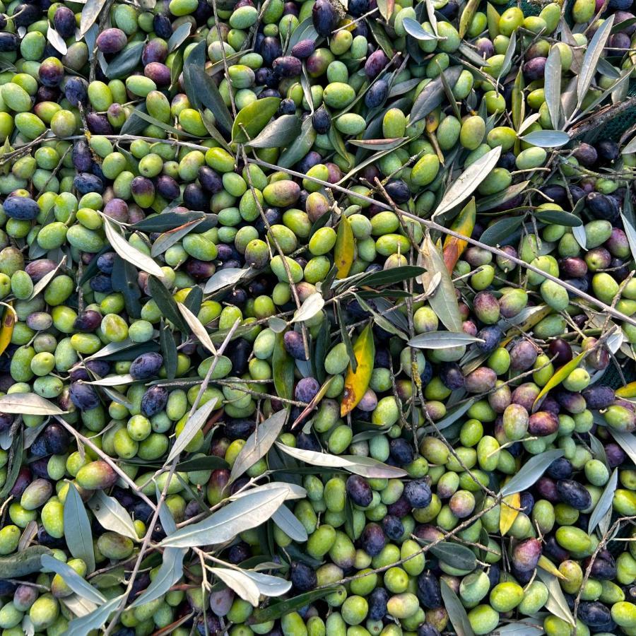 Podere Il Casone Serravalle Pistoiese Dış mekan fotoğraf